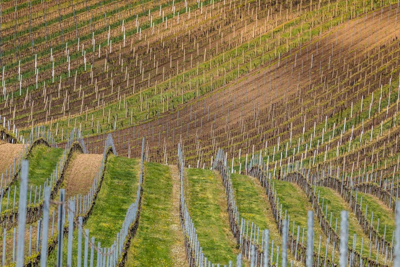 Vinný sklep Vinoza Velké Bílovice Extérieur photo